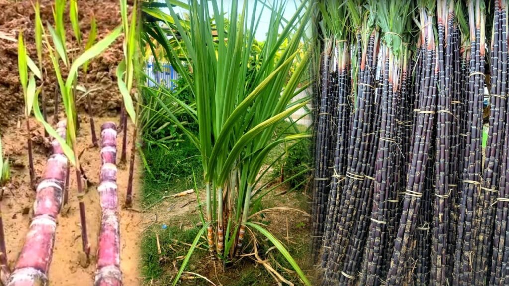 How Sugarcane Varieties Affect Final Sugar Quality — Sugarcane varieties quality