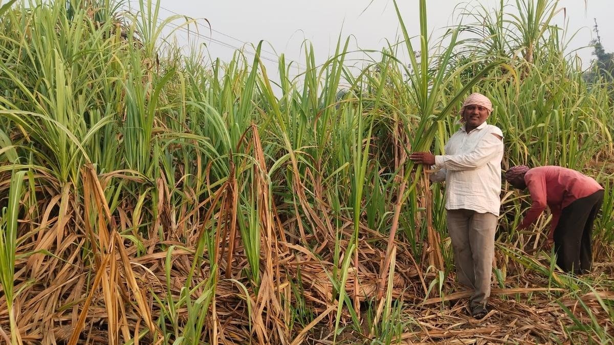 How Farmers Contribute to Raw Sugar Quality — Sugarcane farming quality