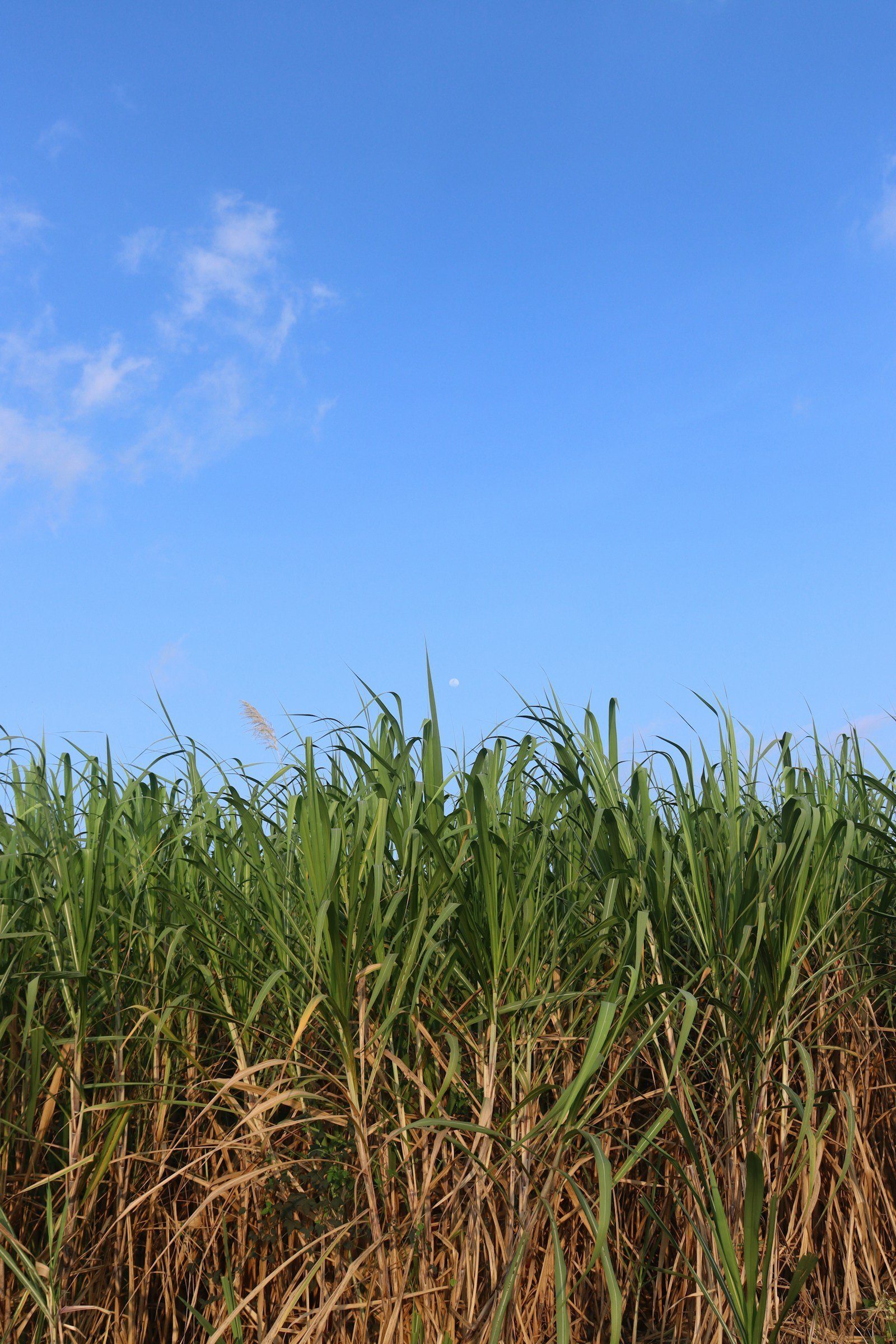 ICUMSA 100 Sugar Distributor: 6 Essential Questions to Ask First