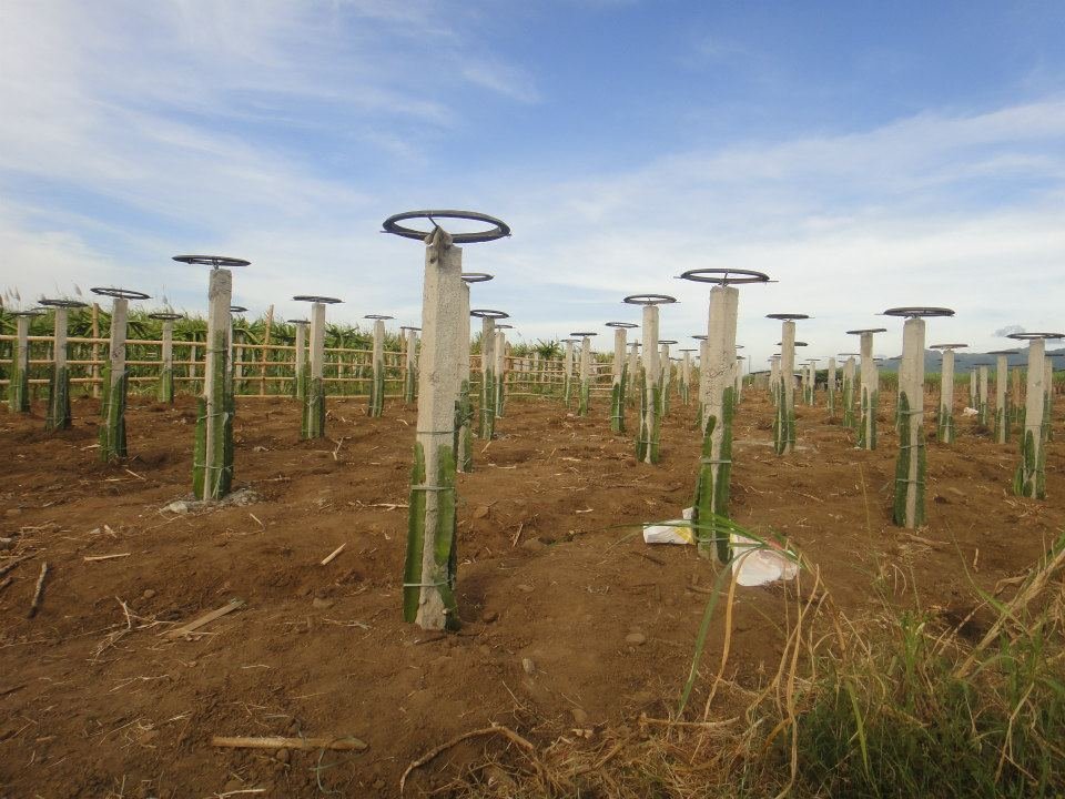 sugarcane origin verified by a sugar procurement supplier