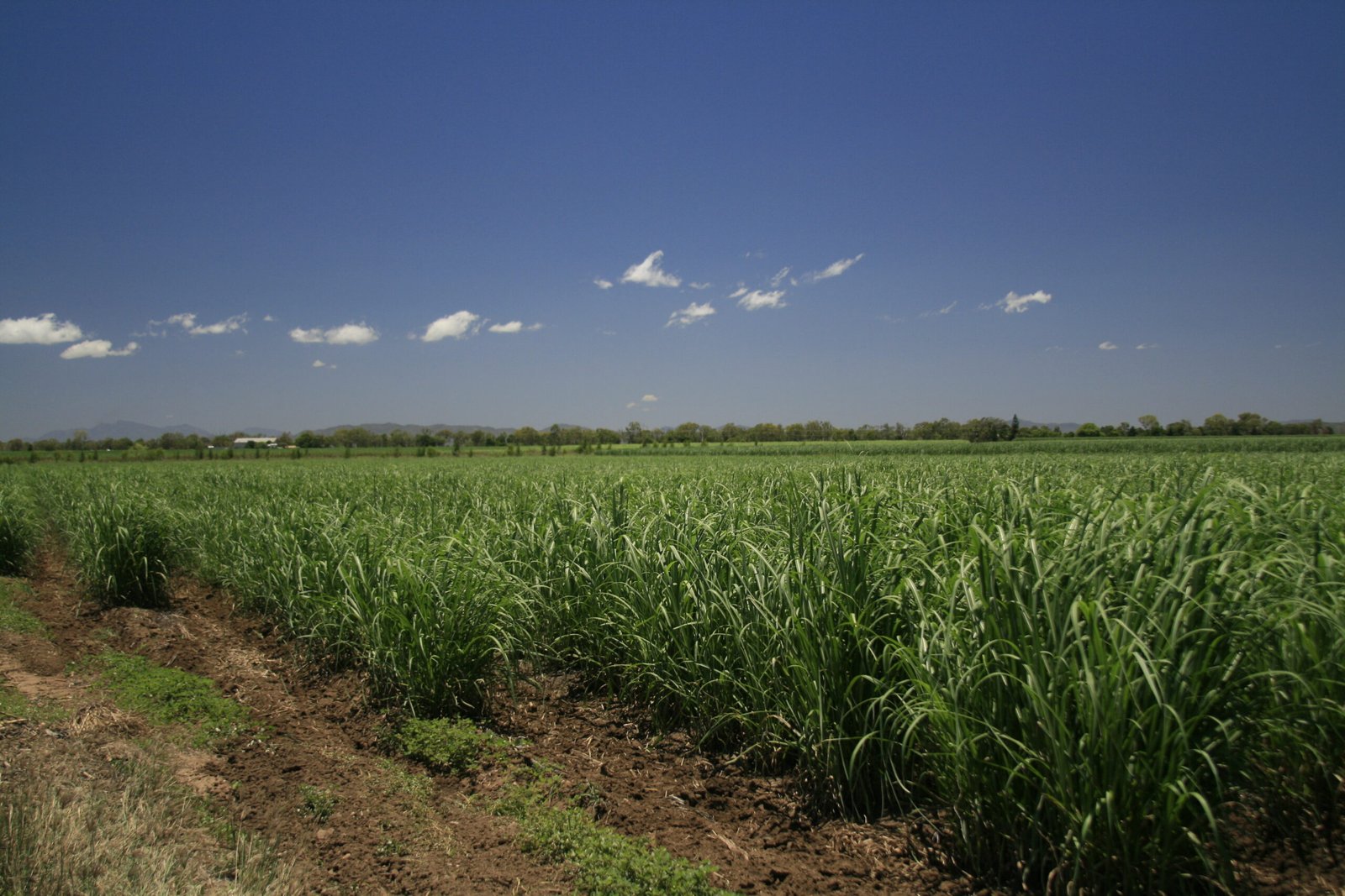 Sugar Export Business: 7 Proven Steps to Start and Scale It