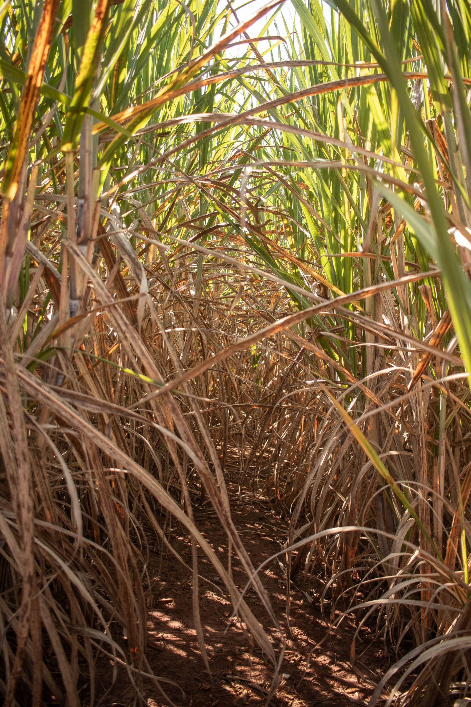 natural cane sugar