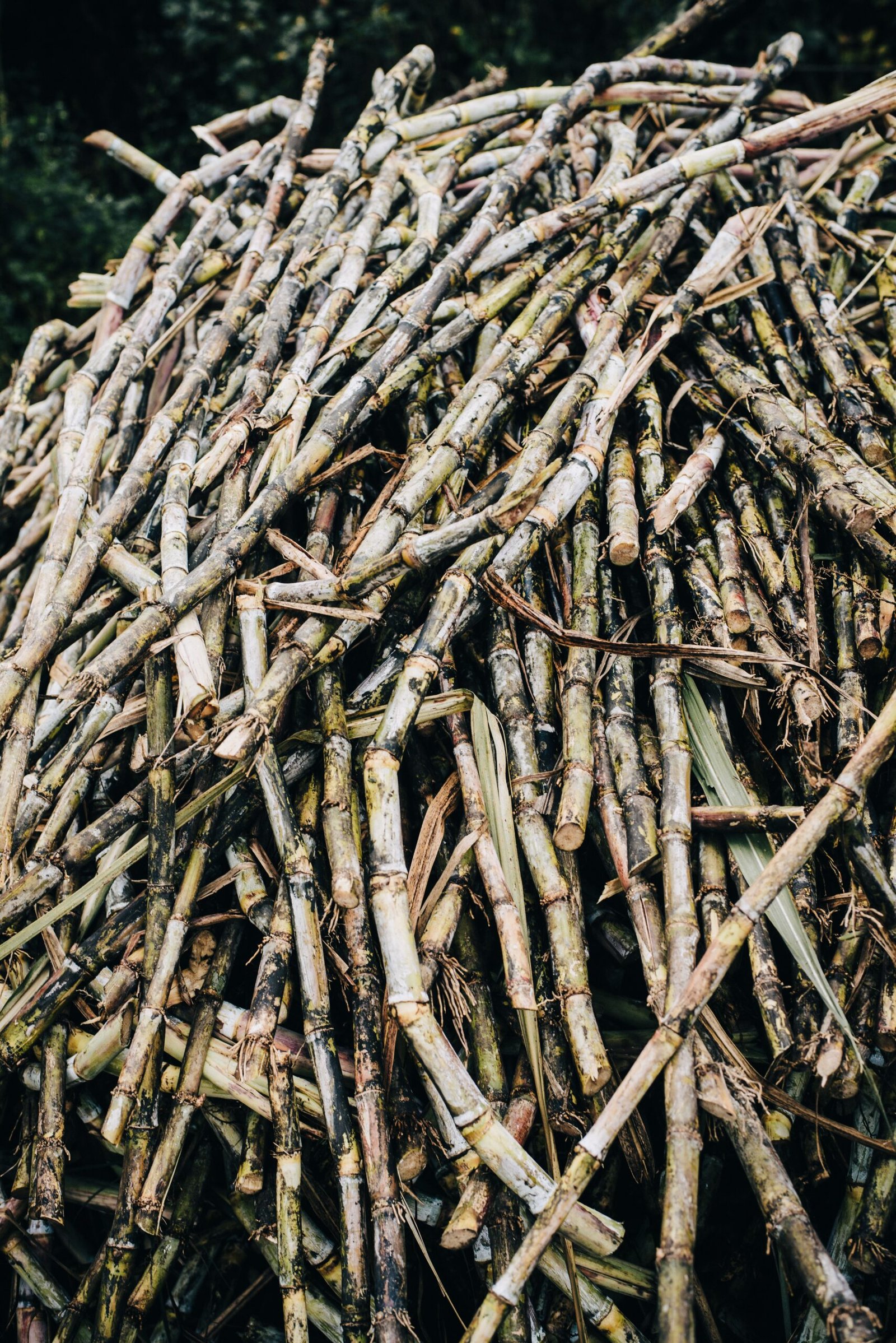 brown cane sugar supplier