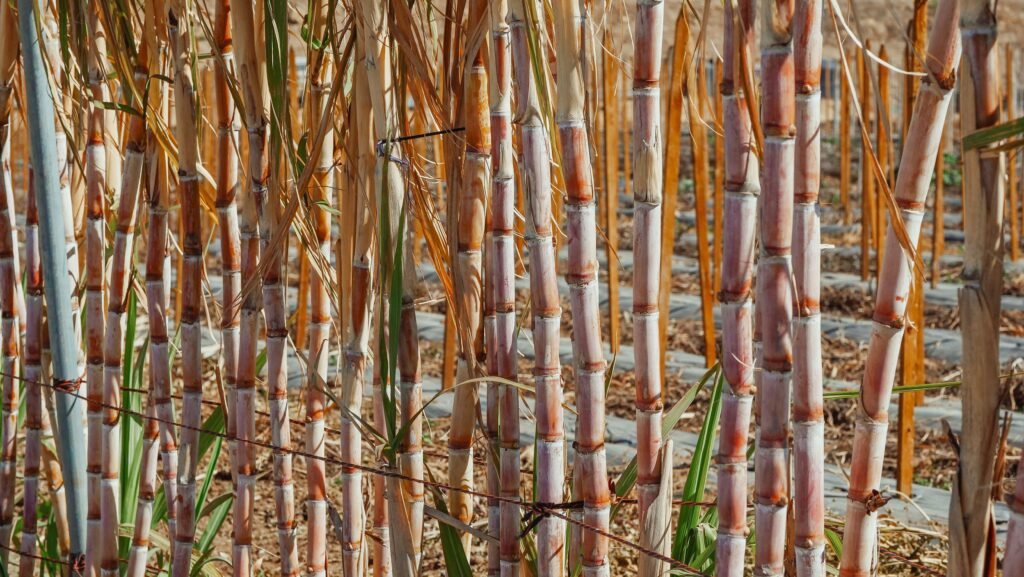 premium raw sugar