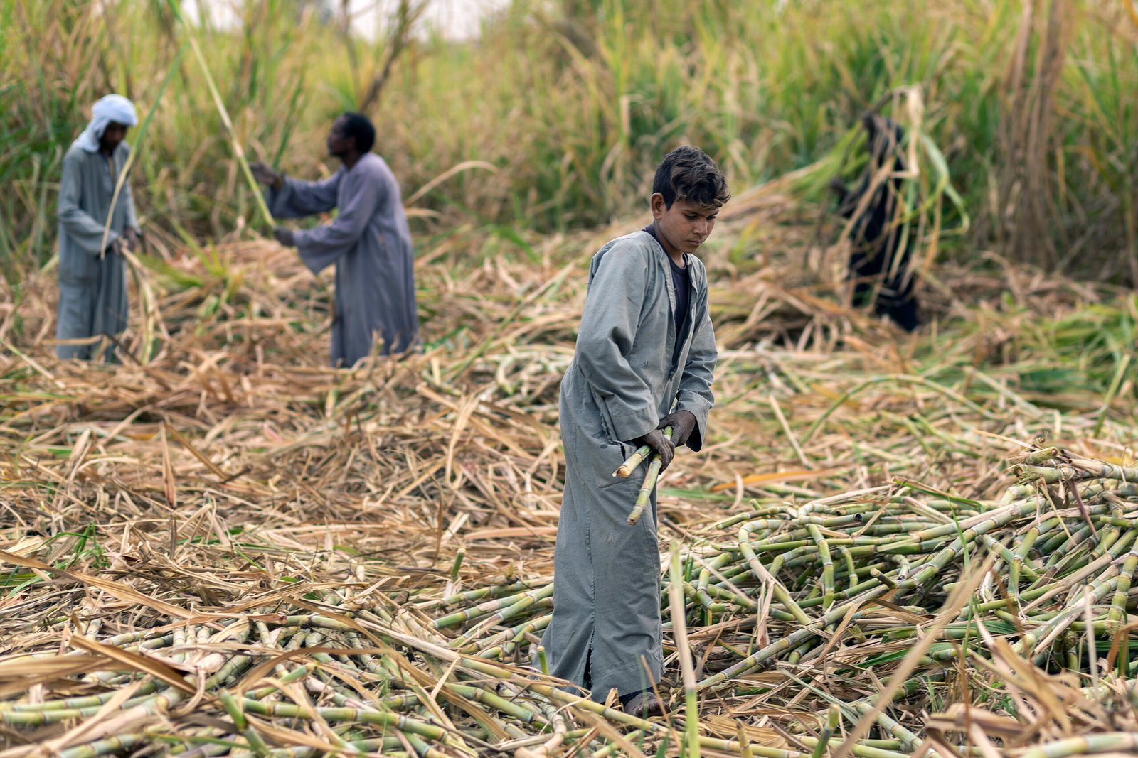 sugar export prices