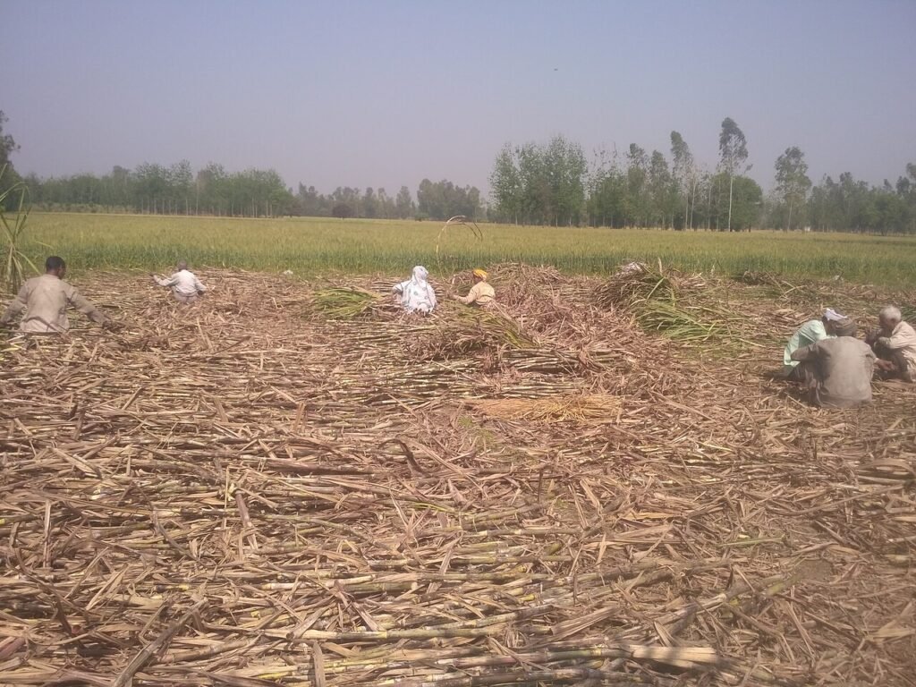 Indian sugar cane fields in Uttar Pradesh