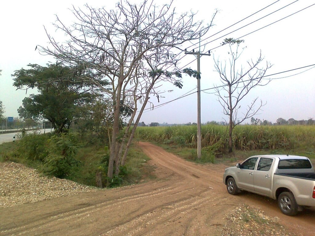 mature cane in northern Thailand grown for Thai sugar