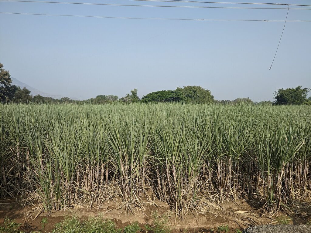 a sugarcane farm in Maharashtra that supplies Indian sugar mills