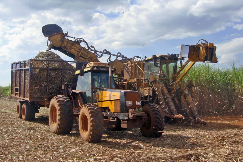 sugarcane harvest for Brazilian sugar in Piracicaba