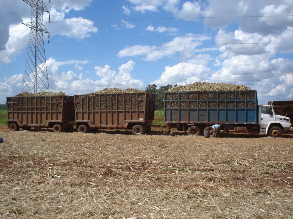 cane trucked to the mill to make Brazilian sugar