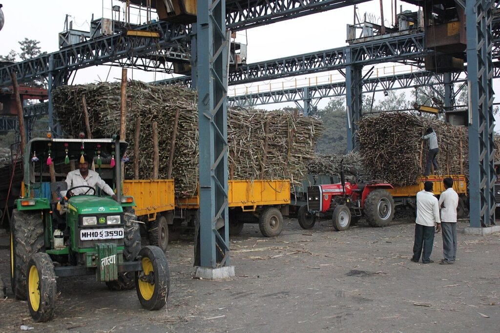 cane being weighed at a mill producing Indian sugar