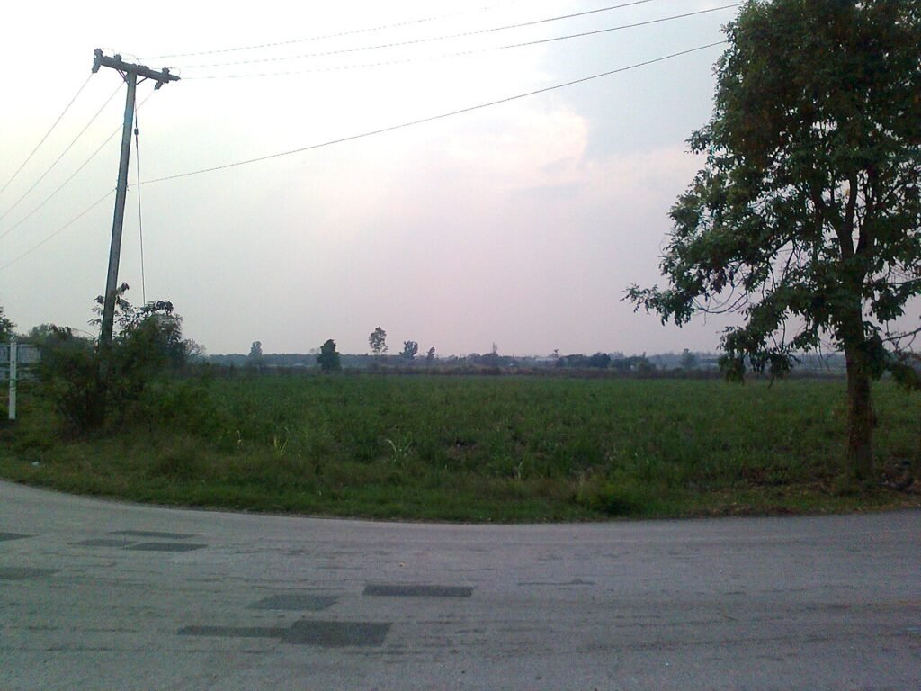 a sugarcane plantation beside a temple, typical of the land behind Thai sugar